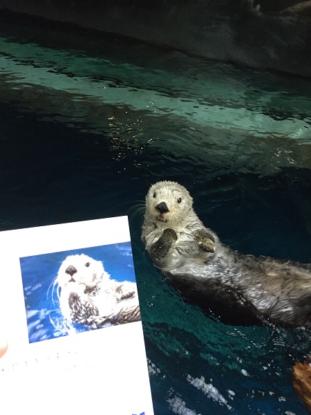 ラッコのパタ写真集～☆：海遊館日記｜海遊館