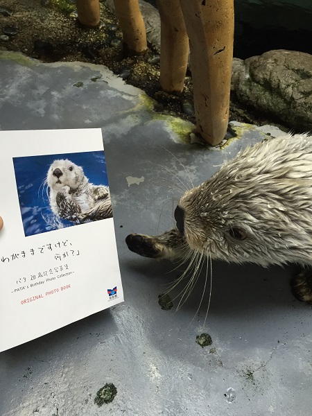 ラッコのパタ写真集～☆：海遊館日記｜海遊館