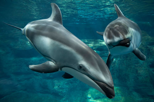 Тихоокеанский белобокий дельфин.